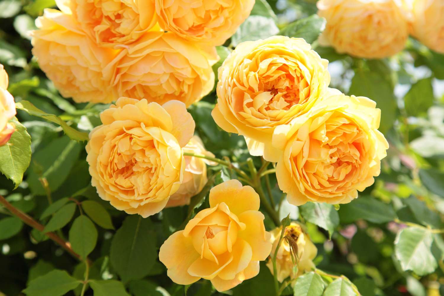 Ruusu 'Golden Celebration®' (Ausgold)